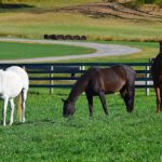 Granjas con caballos cerca: paseos y actividades ecuestres