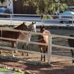 Encuentra el mejor rancho de caballos cerca de ti: guía completa