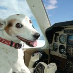 Transporte de perros en avión a Estados Unidos: Costo y requisitos